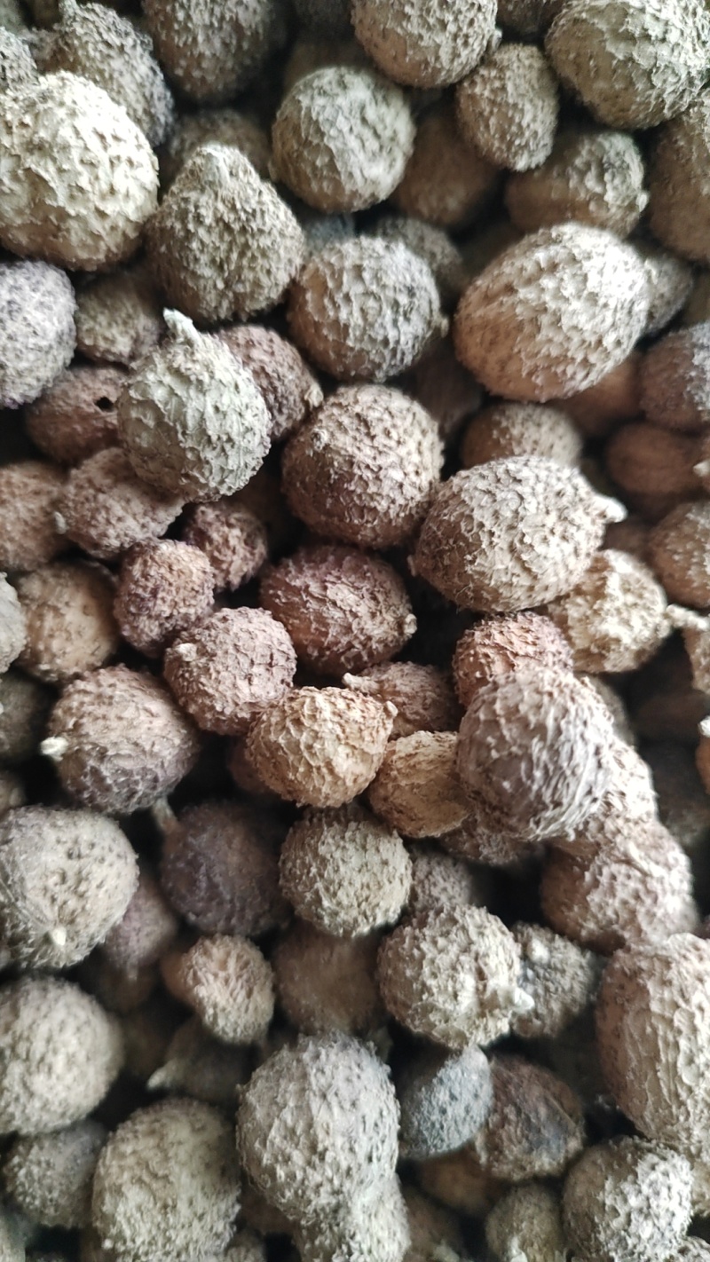 云南阳春砂仁现货量大从优全国发货欢迎打电话订货