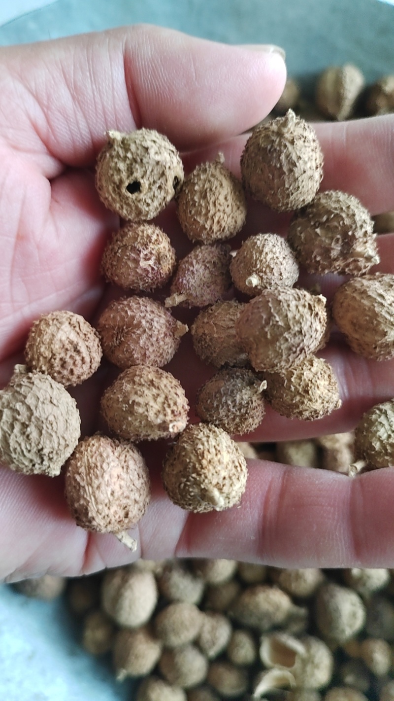 云南阳春砂仁现货量大从优全国发货欢迎打电话订货