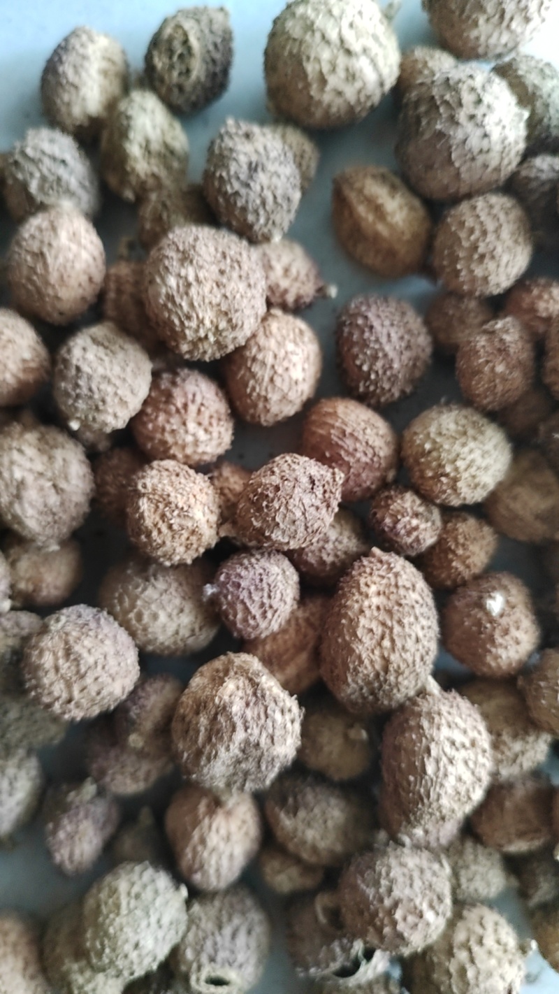 云南阳春砂仁现货量大从优全国发货欢迎打电话订货