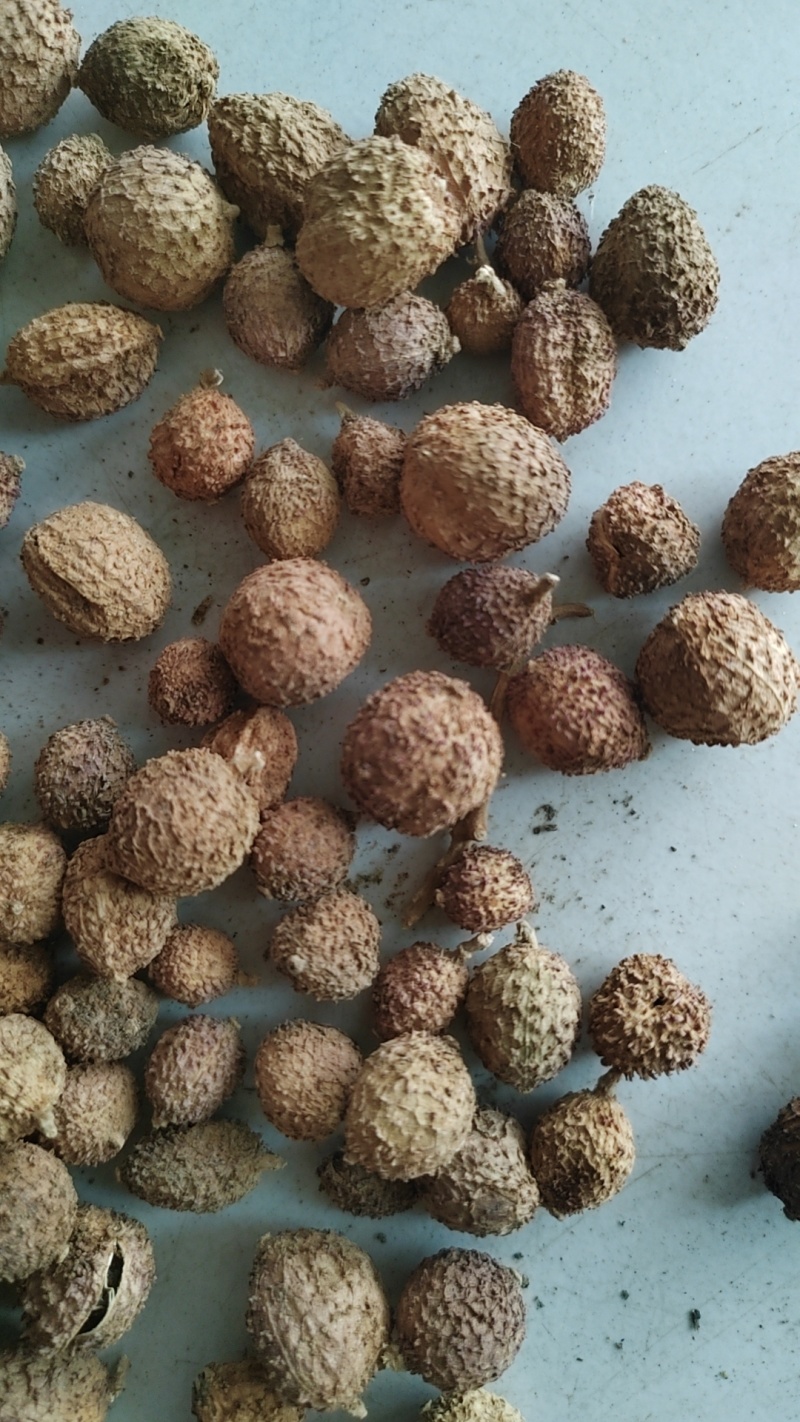 云南阳春砂仁现货量大从优全国发货欢迎打电话订货