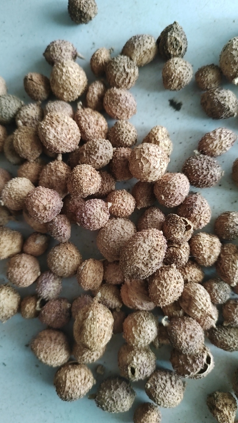 云南阳春砂仁现货量大从优全国发货欢迎打电话订货