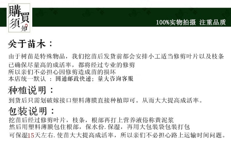 油蟠8号桃苗新山苗场新品种中油蟠八早熟奶油蟠桃子树苗简