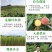油蟠8号桃苗新山苗场新品种中油蟠八早熟奶油蟠桃子树苗简