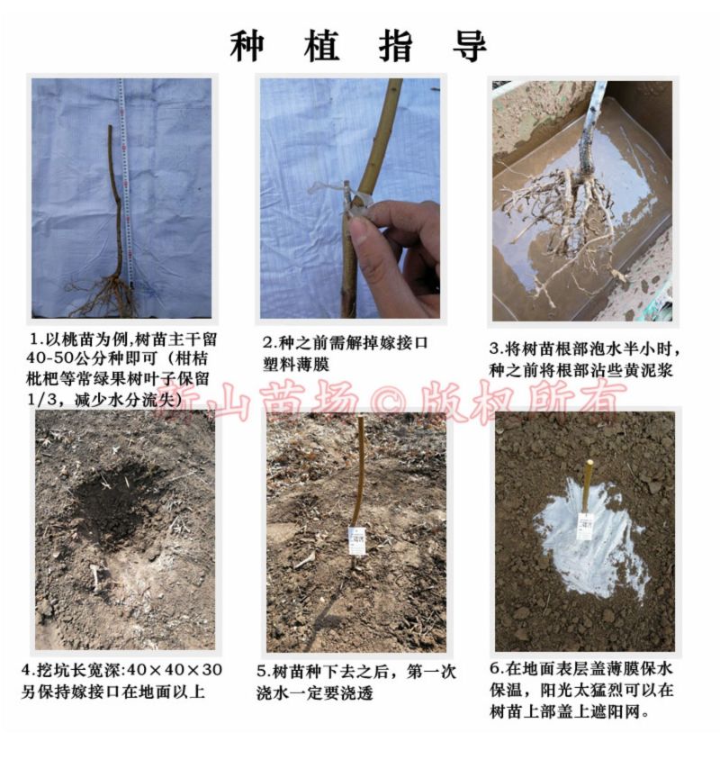 油蟠8号桃苗新山苗场新品种中油蟠八早熟奶油蟠桃子树苗简