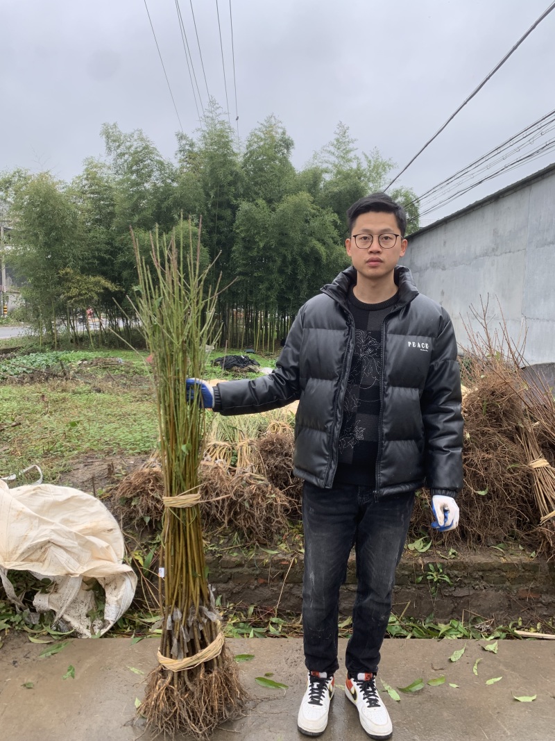 中油珠玉桃苗早熟白肉迷你珍珠油0枣油123456号桃苗