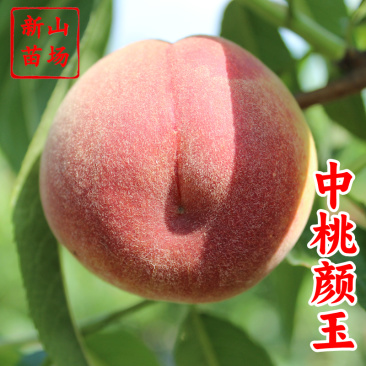 中桃颜玉4号桃苗新品种颜玉367号早熟白肉毛桃子树苗简