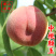中桃颜玉4号桃苗新品种颜玉367号早熟白肉毛桃子树苗简