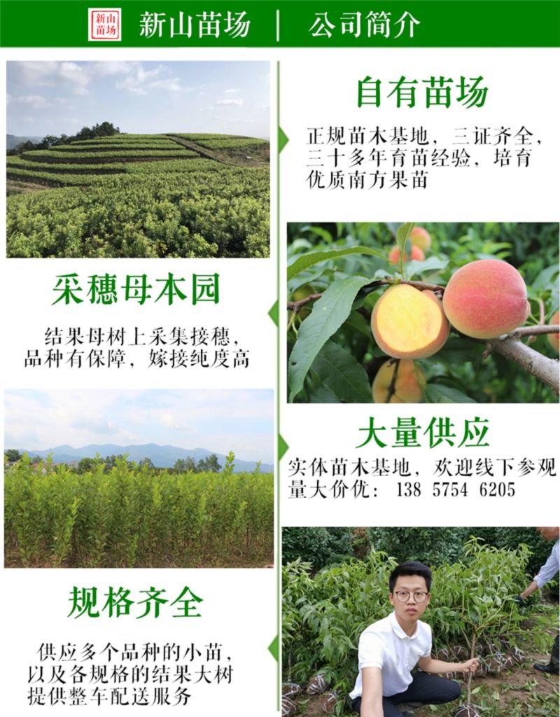 血蟠桃苗新品种早熟6月5月C26红肉血油蟠桃子树苗