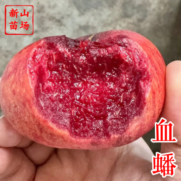 血蟠桃苗新品种早熟6月5月C26红肉血油蟠桃子树苗