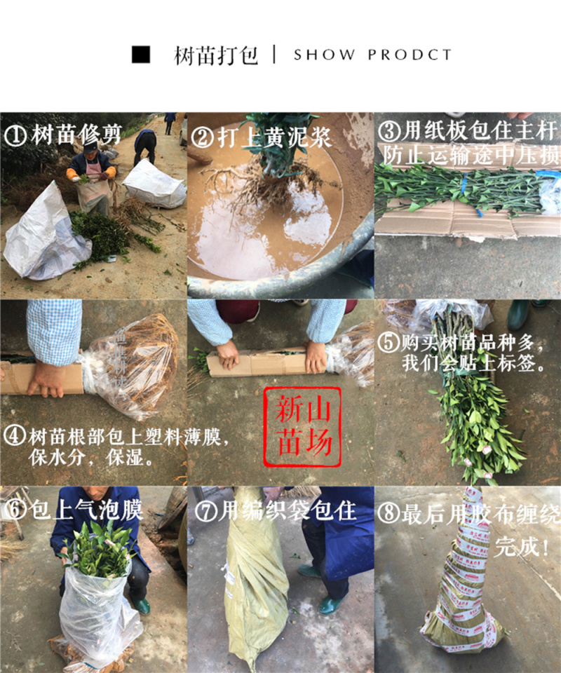 水晶白杨梅苗新品种浙江上虞二都深红种水晶杨梅树苗