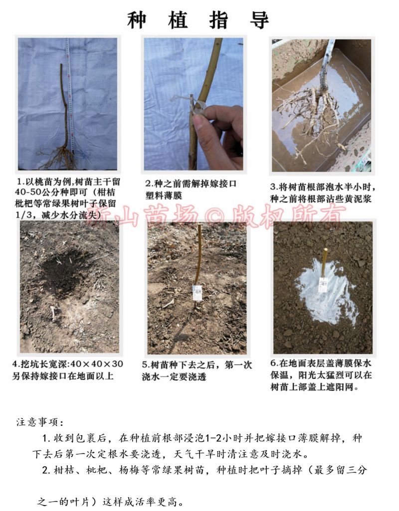 水晶白杨梅苗新品种浙江上虞二都深红种水晶杨梅树苗