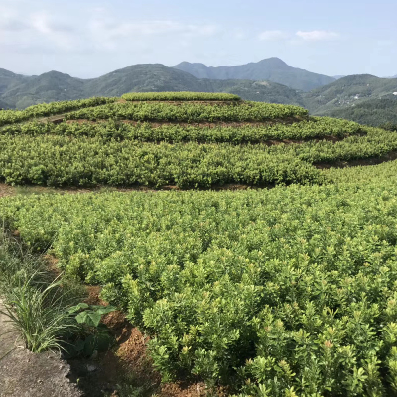 水晶白杨梅苗新品种浙江上虞二都深红种水晶杨梅树苗