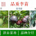 龙李苗新山苗场丰产蜂糖李优系青脆李嫁接树苗