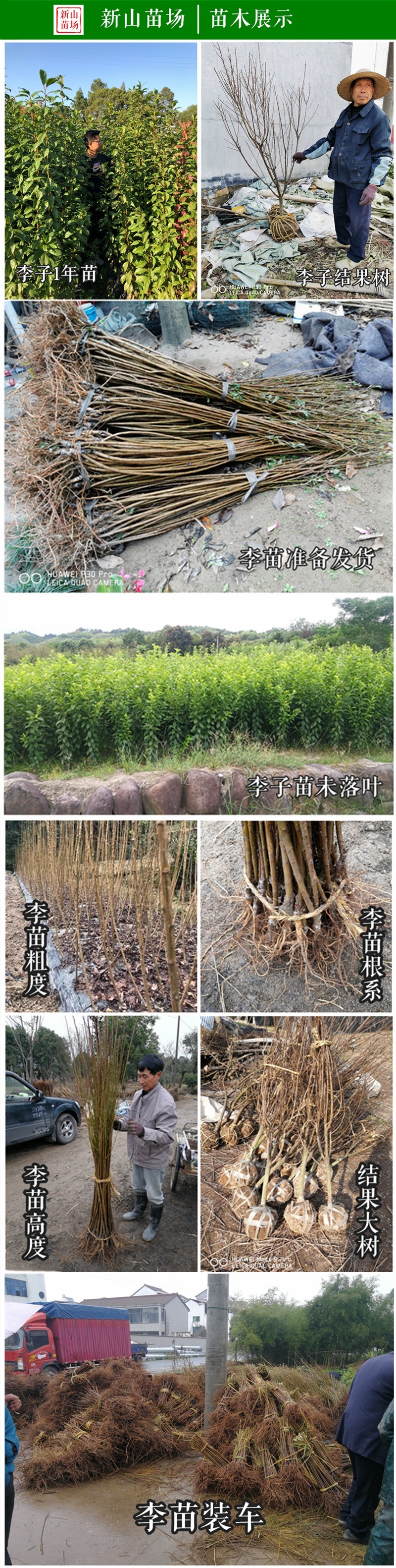 龙李苗新山苗场丰产蜂糖李优系青脆李嫁接树苗