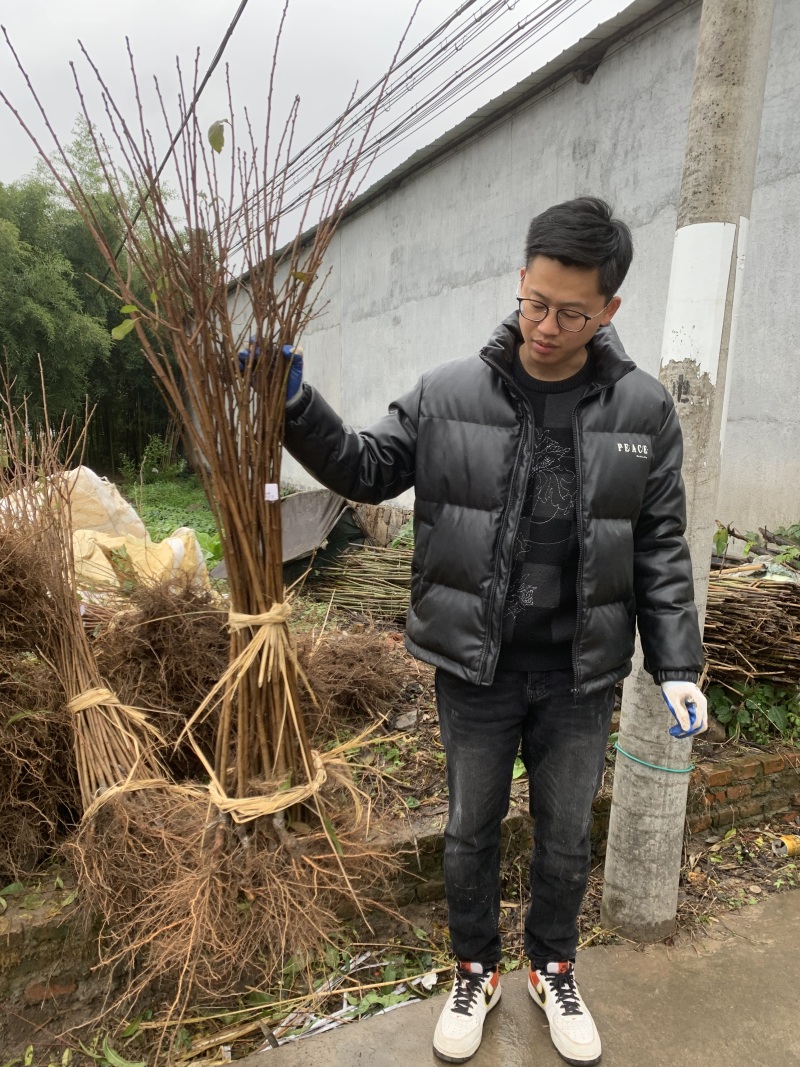 龙李苗新山苗场丰产蜂糖李优系青脆李嫁接树苗