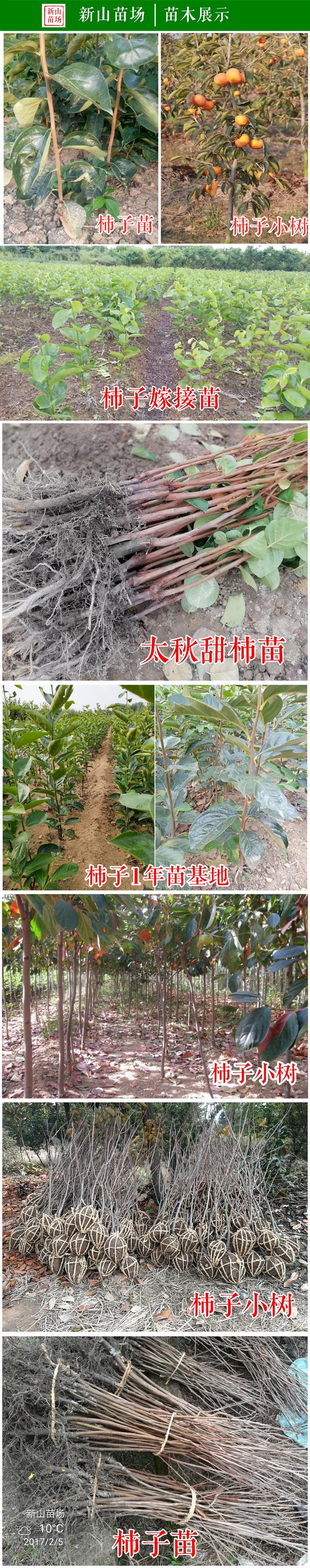 丽玉甜柿苗新山苗场日本新品种首尔001韩脆甜柿子树苗