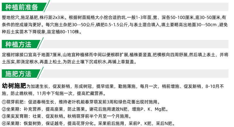 爱媛46柑橘苗早熟春见耙耙柑阿密达啊蜜达新品种桔子树苗