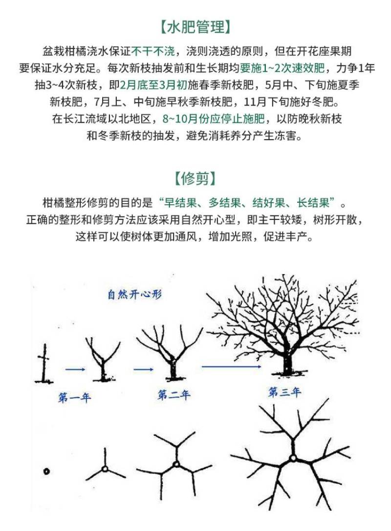爱媛46柑橘苗早熟春见耙耙柑阿密达啊蜜达新品种桔子树苗