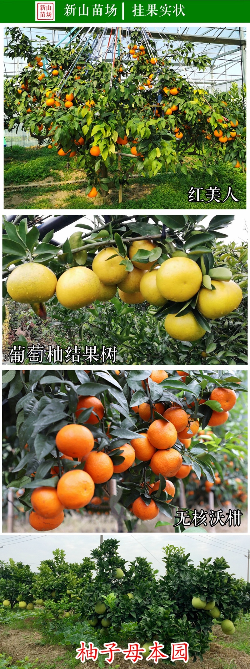 爱媛46柑橘苗早熟春见耙耙柑阿密达啊蜜达新品种桔子树苗