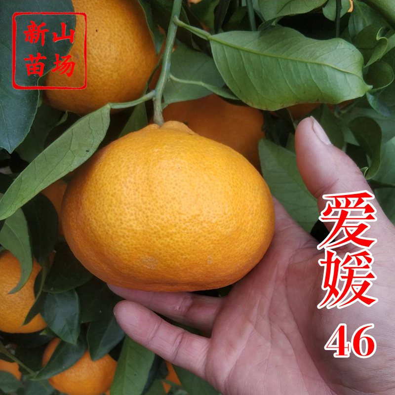 爱媛46柑橘苗早熟春见耙耙柑阿密达啊蜜达新品种桔子树苗