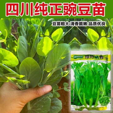 无须豌豆尖种子早熟叶片肥厚苗尖嫩绿节间短可连续采收