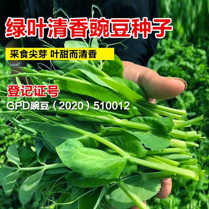无须豌豆尖种子早熟叶片肥厚苗尖嫩绿节间短可连续采收