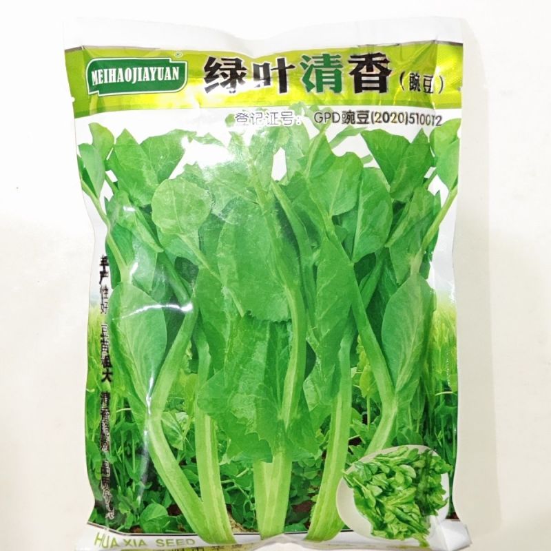 无须豌豆尖种子早熟叶片肥厚苗尖嫩绿节间短可连续采收