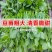 无须豌豆尖种子早熟叶片肥厚苗尖嫩绿节间短可连续采收