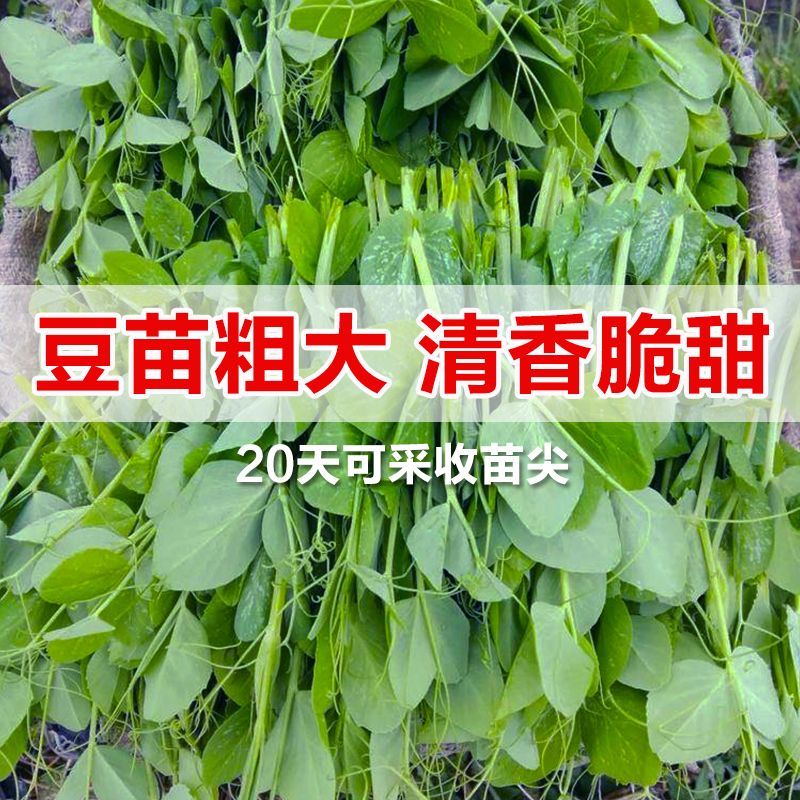 无须豌豆尖种子早熟叶片肥厚苗尖嫩绿节间短可连续采收