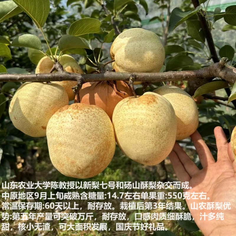 山农酥梨苗新品种砀山酥梨升级版新梨7号杂交梨树苗