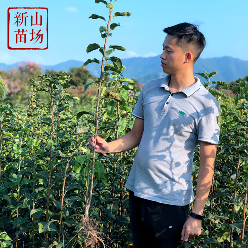 山农酥梨苗新品种砀山酥梨升级版新梨7号杂交梨树苗