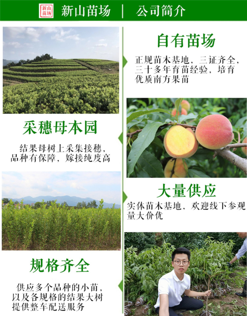 山农酥梨苗新品种砀山酥梨升级版新梨7号杂交梨树苗