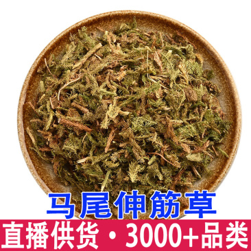 批发伸筋草藤石松吊白伸筋舒筋草马