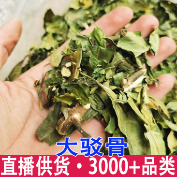 大驳骨丹接骨木大骨风大还魂小驳骨