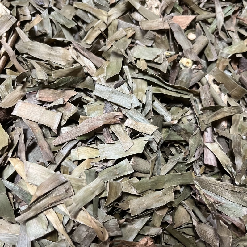 飞天蜈蚣百足草扁茎竹石上蜈蚣扁竹蓼