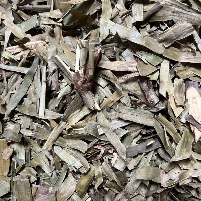 飞天蜈蚣百足草扁茎竹石上蜈蚣扁竹蓼