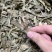 飞天蜈蚣百足草扁茎竹石上蜈蚣扁竹蓼