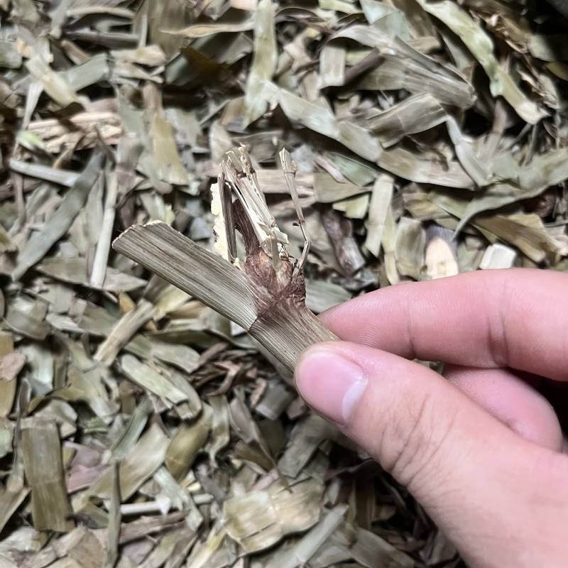 飞天蜈蚣百足草扁茎竹石上蜈蚣扁竹蓼