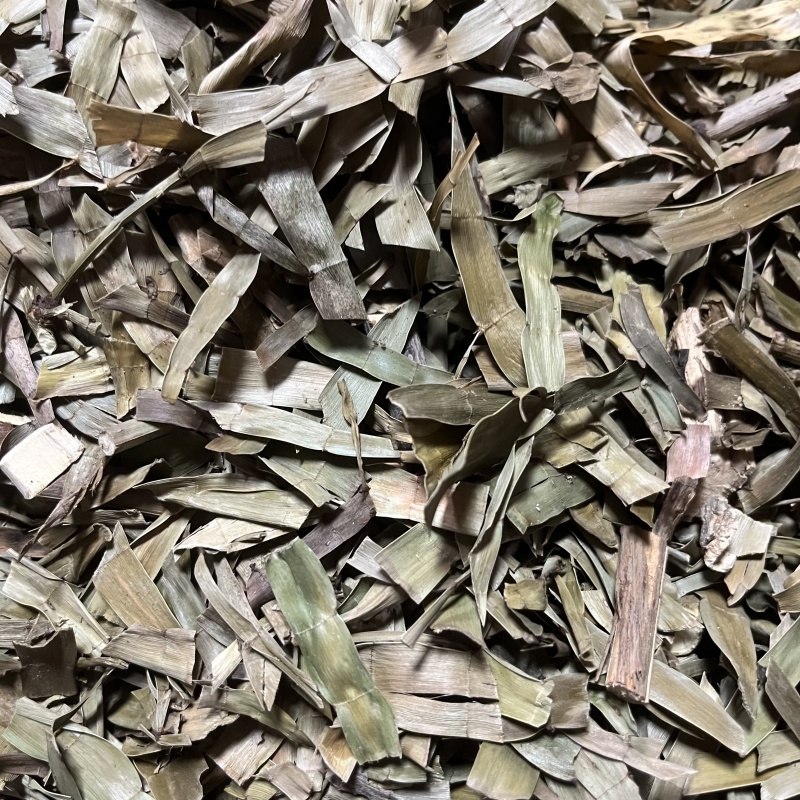 飞天蜈蚣百足草扁茎竹石上蜈蚣扁竹蓼