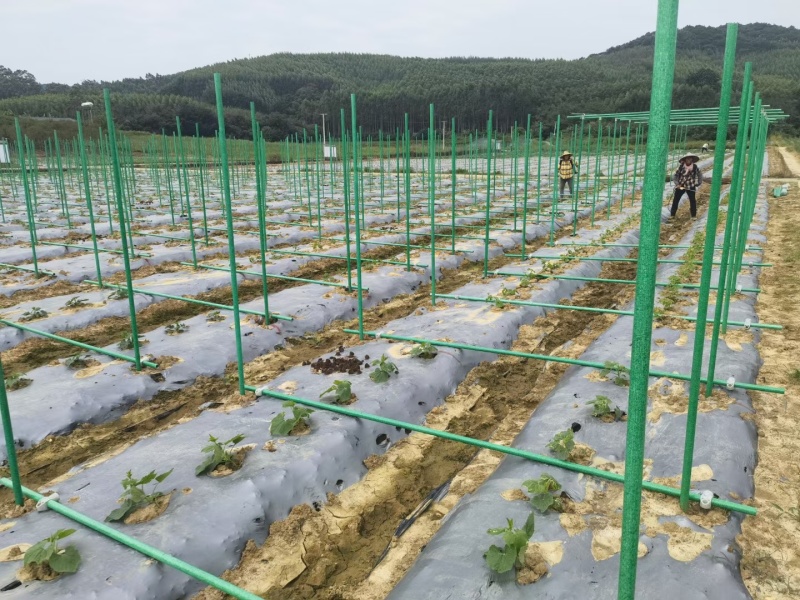 遮阳棚支架支持定制可循环使用厂家直供量大从优