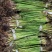 水葱莎草匍匐根状茎粗壮具许多须根秆高大圆柱状