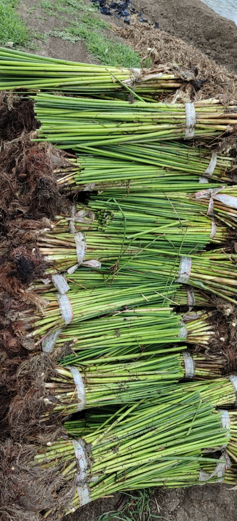 水葱莎草匍匐根状茎粗壮具许多须根秆高大圆柱状