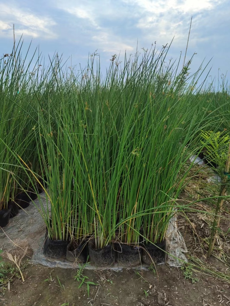 水葱莎草匍匐根状茎粗壮具许多须根秆高大圆柱状