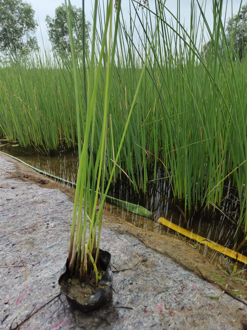 水葱莎草匍匐根状茎粗壮具许多须根秆高大圆柱状
