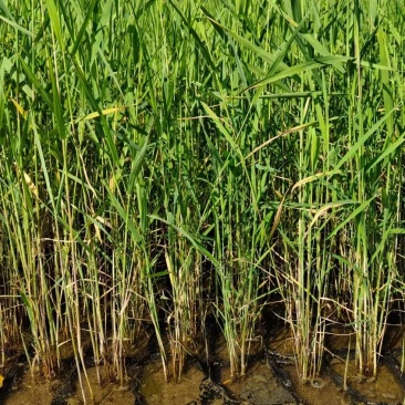 芦苇芦苇苗绿化植物批发基地河道治理公园绿化