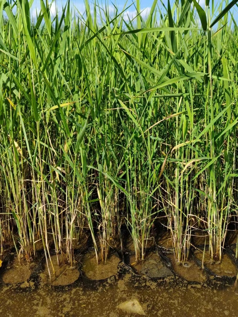 芦苇芦苇苗绿化植物批发基地河道治理公园绿化
