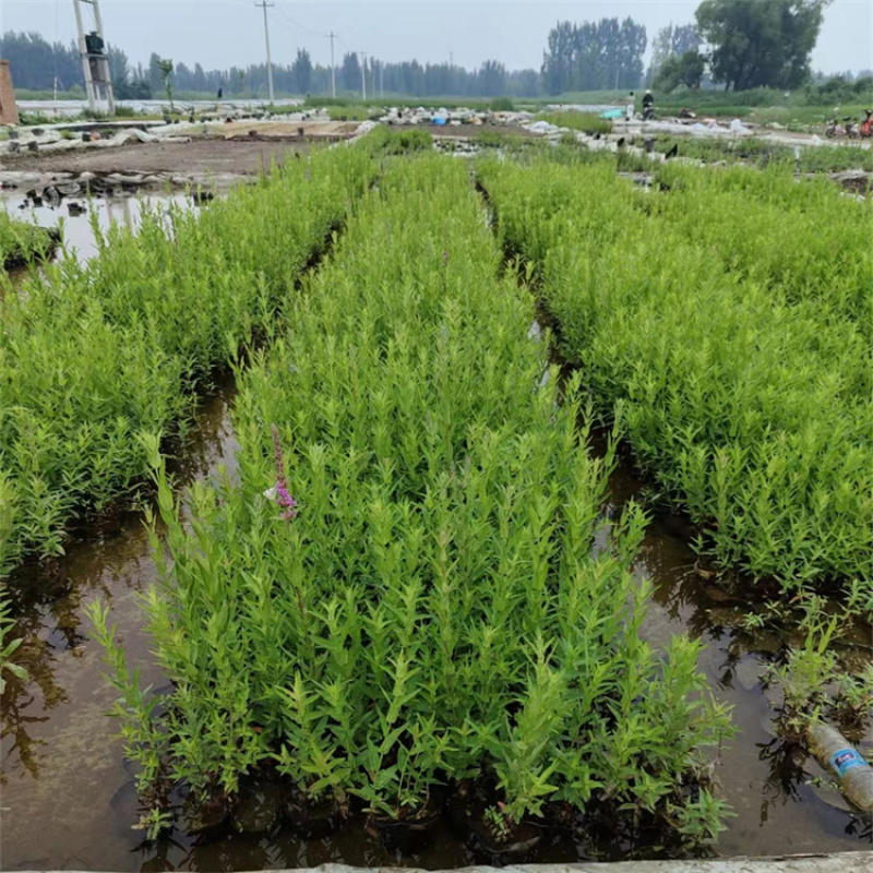 千屈菜耐寒喜光喜潮湿河岸湖畔绿化用苗绿美水生