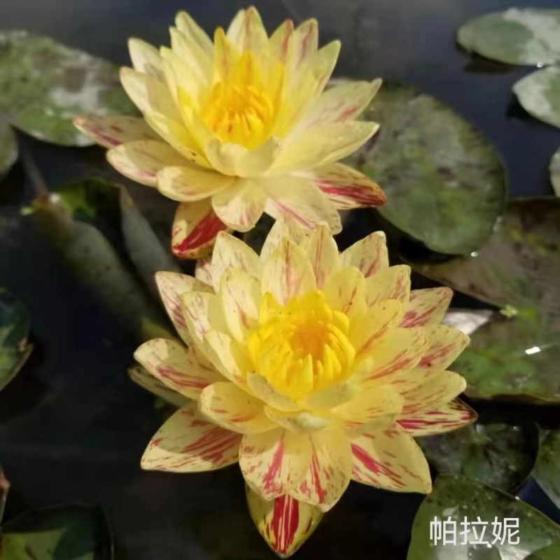 睡莲苗精品耐寒根块水生植物睡莲种苗绿化植物观赏水生