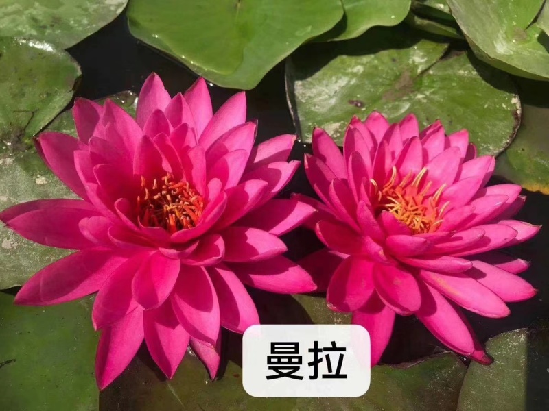 睡莲苗精品耐寒根块水生植物睡莲种苗绿化植物观赏水生