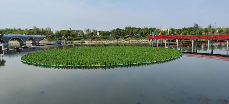 人工生态浮岛绿化植物浮床污水处理天然水景水质净化